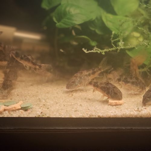 Corydoras paleatus #5