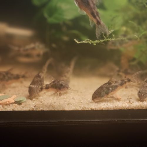 Corydoras paleatus #6