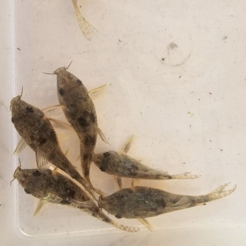 Corydoras paleatus