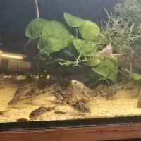 Corydoras paleatus #1