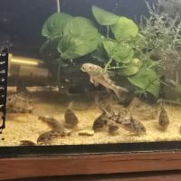 Corydoras paleatus #2