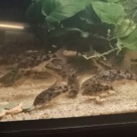 Corydoras paleatus #3