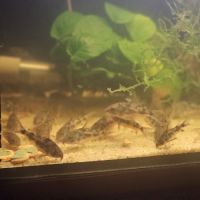 Corydoras paleatus #4