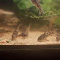 Corydoras paleatus #6