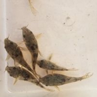 Corydoras paleatus