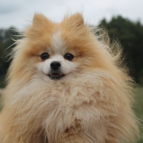 Saillie spitz nain #1