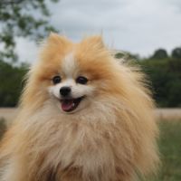 Saillie spitz nain #2