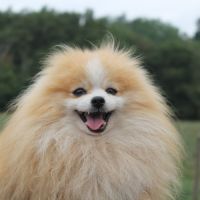 Saillie spitz nain