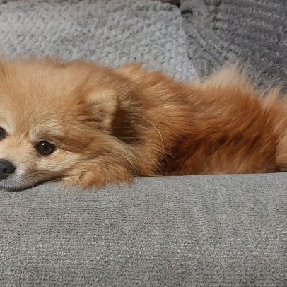 Spitz adulte #2