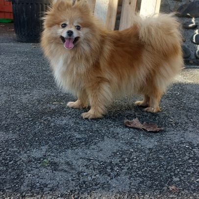 Spitz adulte
