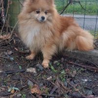 Spitz adulte #1