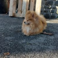 Spitz adulte #4