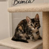 Bianca, adorable chaton à l'adoption