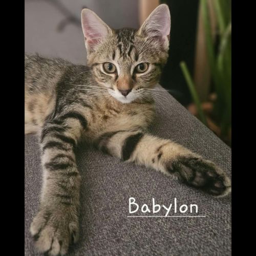 Babylon, adorable chaton à l'adoption