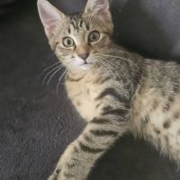 Babylon, adorable chaton à l'adoption #1