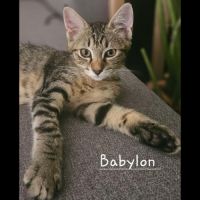 Babylon, adorable chaton à l'adoption