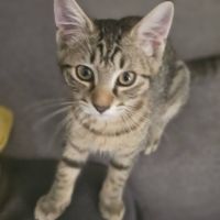 Babylon, adorable chaton à l'adoption #3
