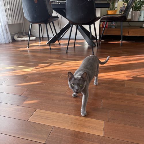 Chat korat à adopter à donner #3