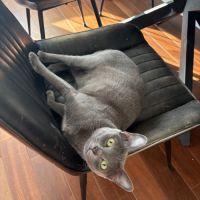 Chat korat à adopter à donner #1