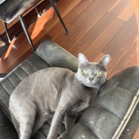 Chat korat à adopter à donner #0