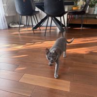 Chat korat à adopter à donner #3