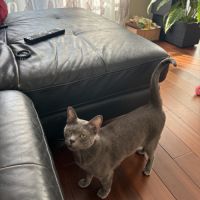 Chat korat à adopter à donner #4