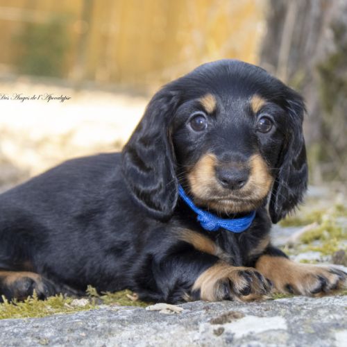 Chiot teckel nain poil long lof livraison possible #1