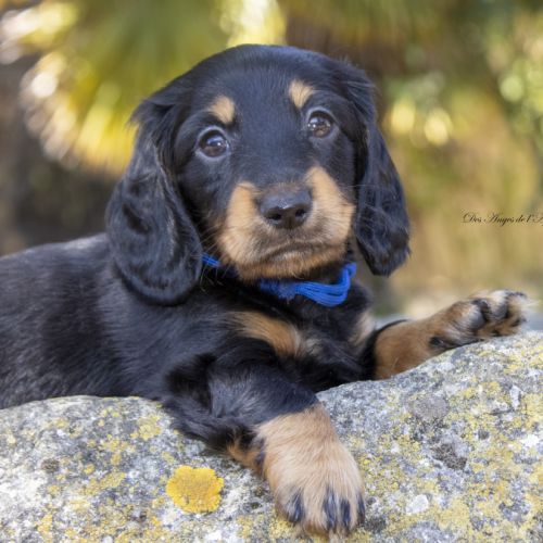 Chiot teckel nain poil long lof livraison possible #2