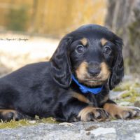 Chiot teckel nain poil long lof livraison possible #1