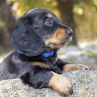 Chiot teckel nain poil long lof livraison possible #3