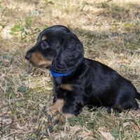 Chiot teckel nain poil long lof livraison possible #4