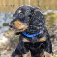 Chiot teckel nain poil long lof livraison possible