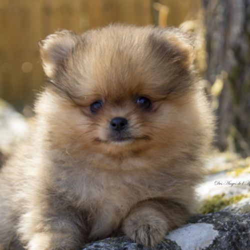Magnifiques chiots mâles spitz nain lof #1