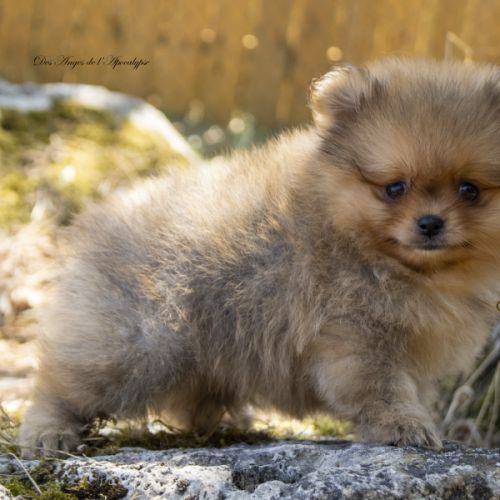 Magnifiques chiots mâles spitz nain lof #2