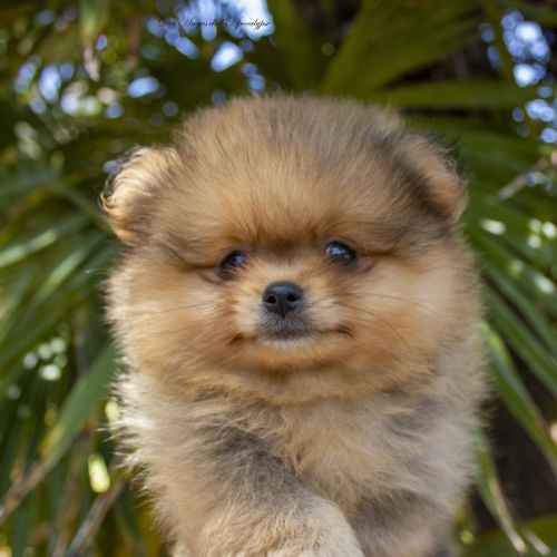 Magnifiques chiots mâles spitz nain lof