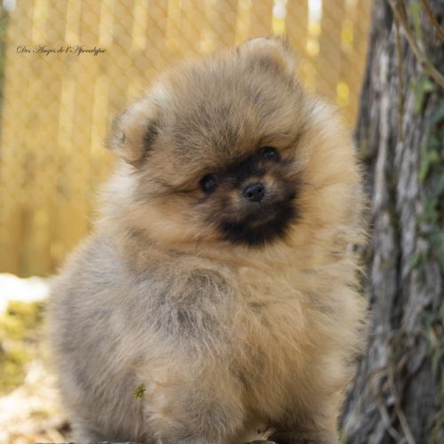 Magnifiques chiots mâles spitz nain lof #4