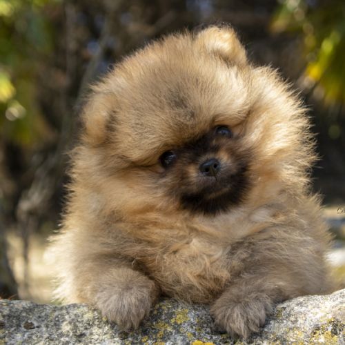 Magnifiques chiots mâles spitz nain lof #5