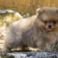 Magnifiques chiots mâles spitz nain lof #2