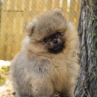 Magnifiques chiots mâles spitz nain lof #4