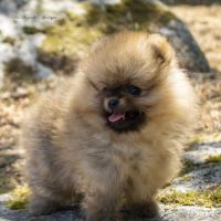 Magnifiques chiots mâles spitz nain lof #6