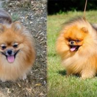 Magnifiques chiots mâles spitz nain lof #7