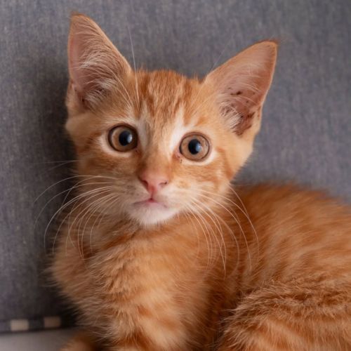 cooper #9