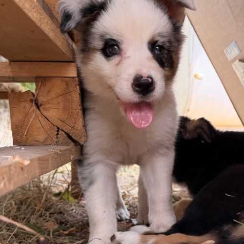 Chiots   border  collie #2