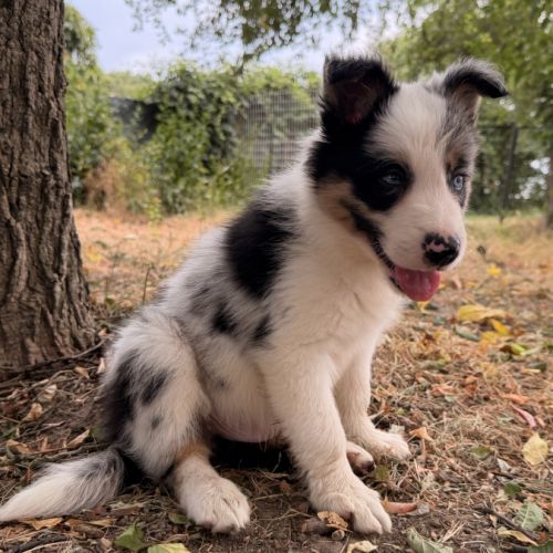 Chiots   border  collie #3