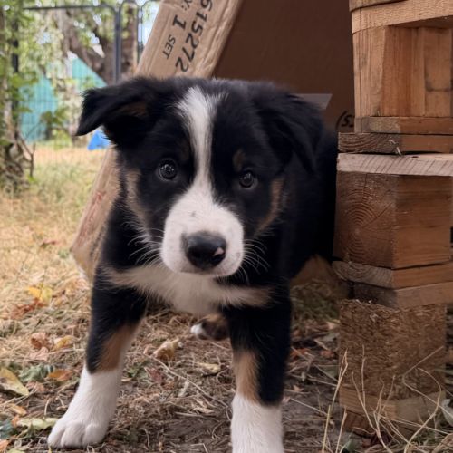 Chiots   border  collie #4