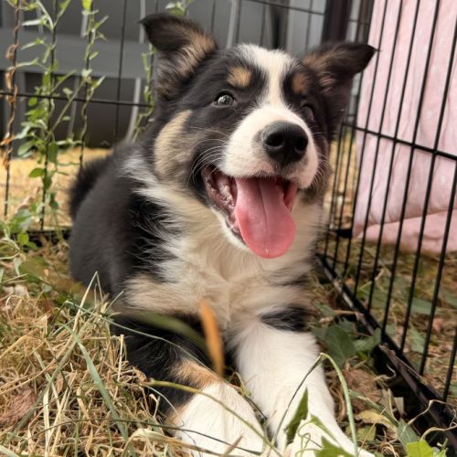 Chiots   border  collie #5
