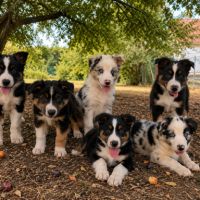 Chiots   border  collie