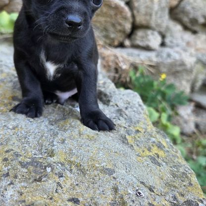 Magnifiques chiots miniatures chihuahua vrai toy