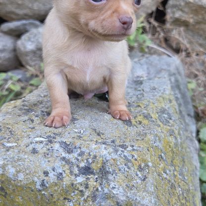 Magnifiques chiots miniatures chihuahua vrai toy #9