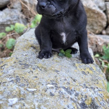 Magnifiques chiots miniatures chihuahua vrai toy #10